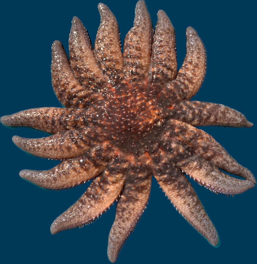 Photo of sunflower sea star specimen